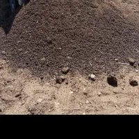 کودحیوانی درجه یک