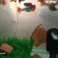 ماهی گوپی مولی انجل کوریدوراس تایگر بارب|ماهی|تهران, گلستان (شهرک راه آهن)|دیوار