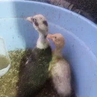 اردک دو ماهه