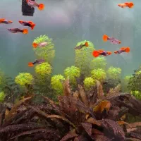 ماهی گوپی کوی شورت بادی
