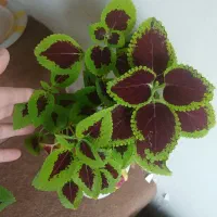 انواع گل طبیعی|گل و گیاه طبیعی|سقز, |دیوار