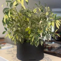 گلدان بنسای  ابلق|گل و گیاه طبیعی|تهران, قیطریه|دیوار