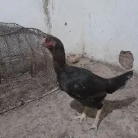 مرغ و خروس لاری معاوضه با دوچرخه ۲۶|حیوانات مزرعه|تربت جام, شهید مدرس|دیوار