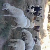 گوسفند وبره نر نسل دار|حیوانات مزرعه|میرجاوه, |دیوار