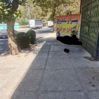 اجاره مغازه ۱۵ متر مربع گلشهر اختر غربی|اجارهٔ مغازه و غرفه|کرج, شهرک مترو|دیوار