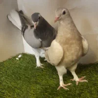 کبوتر بدرنگ جوجه