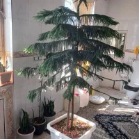 کاج مطبق|گل و گیاه طبیعی|قائن, |دیوار