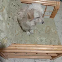 یک عددسگ شیتزوپاکوتاه دست آموزبانمک وشیطون