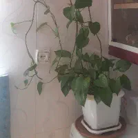 گل زیبا