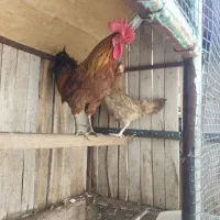 مرغ وخروس