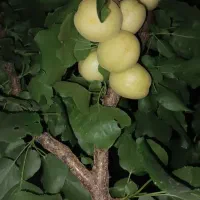 نهال و نهالستان شناسه دار گیلاسی|خدمات باغبانی و درختکاری|چناران, |دیوار