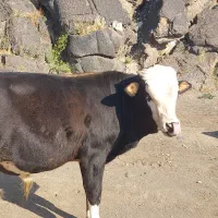گاو|حیوانات مزرعه|ماکو, |دیوار