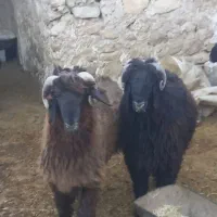 بره قوچی تر و تمیز|حیوانات مزرعه|باشت, |دیوار