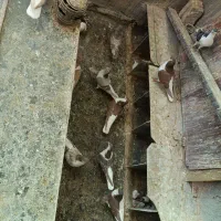 کفتر‌چادری|پرنده|پاکدشت, حصار امیر|دیوار