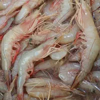 ماهی میگو|خوردنی و آشامیدنی|قشم, |دیوار