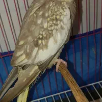 عروس هلندی|پرنده|چمران, |دیوار