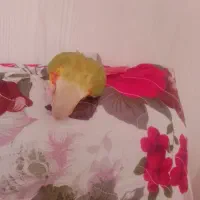 طوطی گیرینچیک دبل رد اناناسی