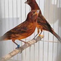 قناری سرخ اتیشی|پرنده|شیراز, بازار|دیوار