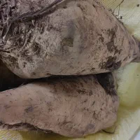 تو این سرما هیچی مثل لبوی شیرین نمیچسبه