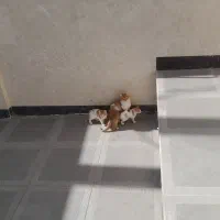 واگذاری مجانی بچه گربه