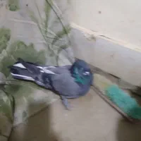 ماده اصفهانی شکار۱۵ دم