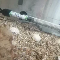 ماهی آکواریم لجن خوار|ماهی|قم, اسمعیل آباد|دیوار