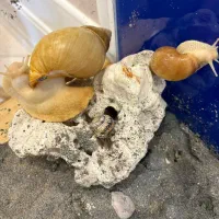 حلزون آلبینو