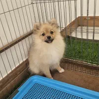 سگ خانگی پامر