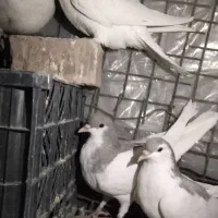 تعدادی کبوتر نابلد|پرنده|خاش, |دیوار