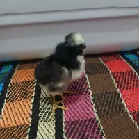 جوجه کاکلی جوجه گردن لختی و معمولی