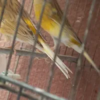 یه جفت قناری ۲ ساله