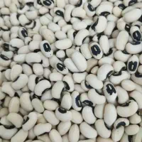 لوبیا چشم بلبلی وماشی