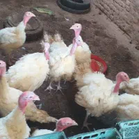 بوقلمون گوشتی