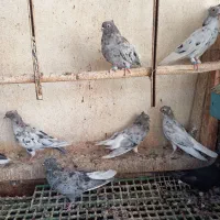 ۱۲تا دم سفید کوهی و اشعل و سرخ دم سفید|پرنده|اهواز, شهرک دانشگاه|دیوار
