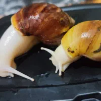 حلزون آچاتینا|خزنده|تهران, بریانک|دیوار