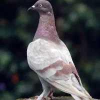 درمان انواع بیماری ها، داروهای ترکیبی، واکسن خارجی