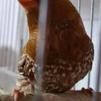 فنچ کینگ فول اورنج