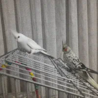 یک جفت عروس هلندی درجه یک