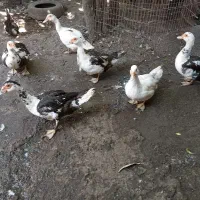 فروش غاز نر و ماده کاکلی و اردک اسراییلی