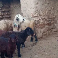 میش وشیشک