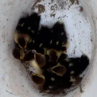 جوجه اردک اسراعیلی