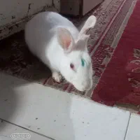خر گوش