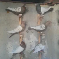 کبوتر ماده|پرنده|مرودشت, بیست متری بیمارستان|دیوار