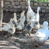 قو غاز|حیوانات مزرعه|قزوین, |دیوار