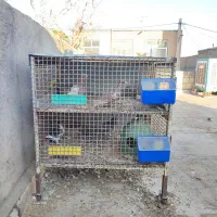 قفس جفت کن|لوازم جانبی حیوانات|لنجان, |دیوار