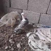 کبوتر رنگارنگ
