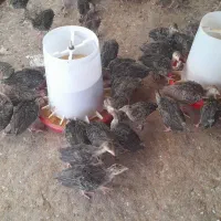 جوجه بوقلمون