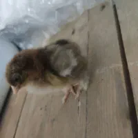 جوجه امپراطور|حیوانات مزرعه|فریدونکنار, |دیوار