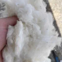 بالای ۲۰کیلو پنبه موجود هست