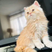 بریتیش مو بلند گارفیلدی کاراملی پسر بغلی